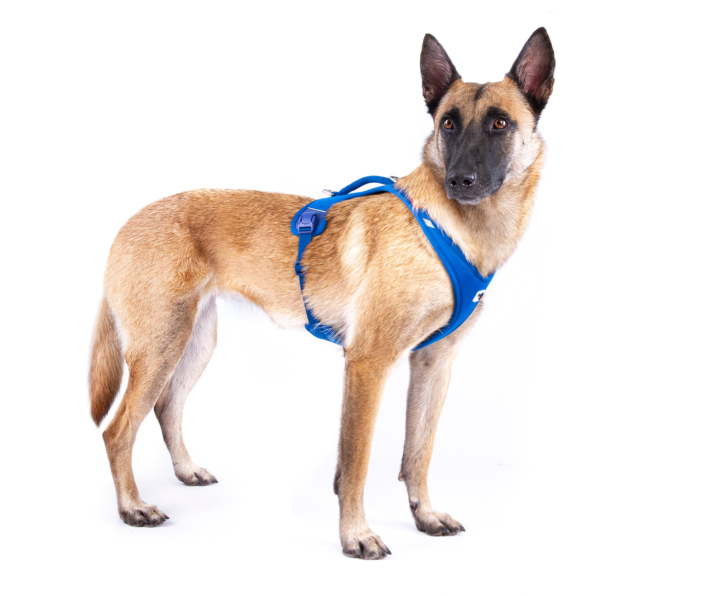 Curli All New Belka Comfort - Sam & Emma