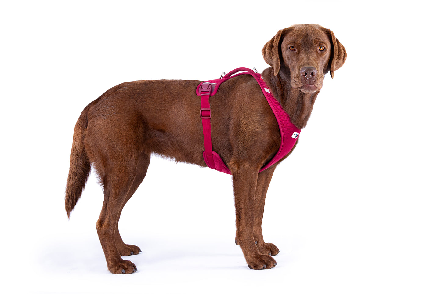 Curli All New Belka Comfort - Sam & Emma