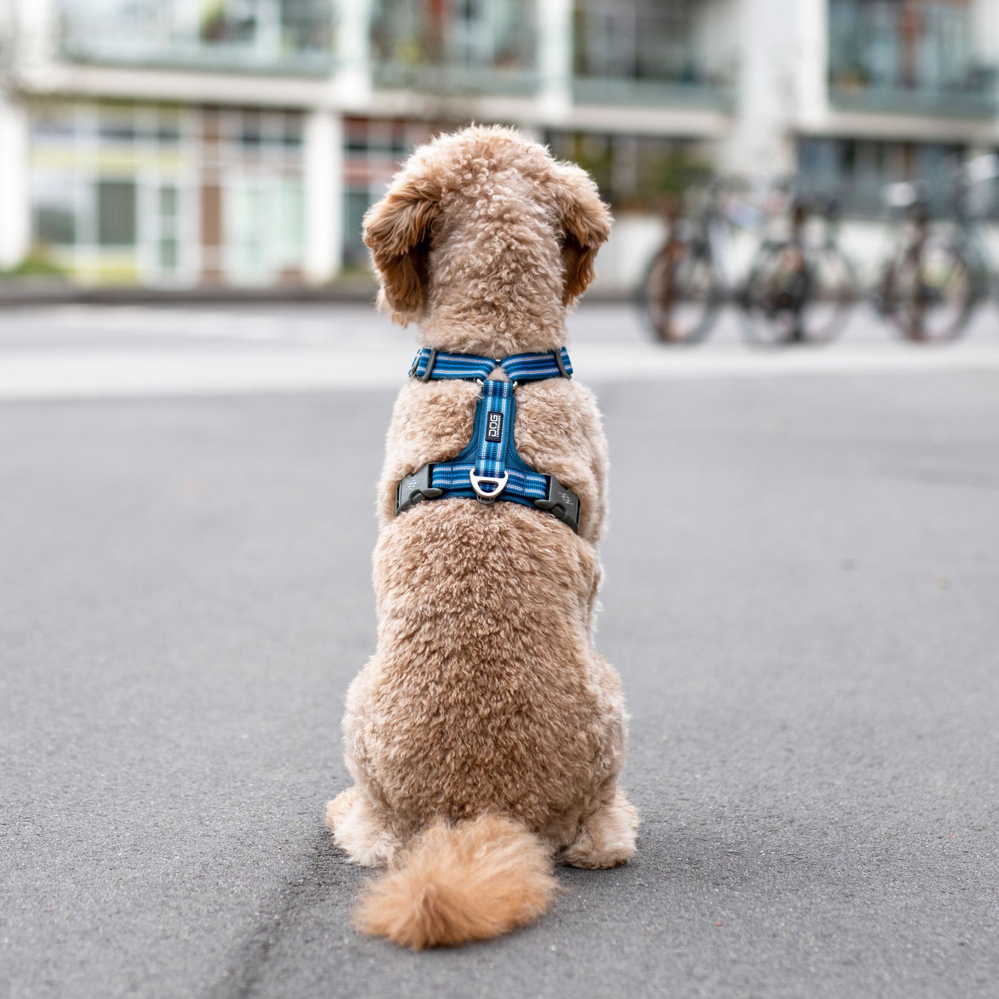 Dog Copenhagen V3 Comfort Walk Air Hundegeschirr - Sam & Emma