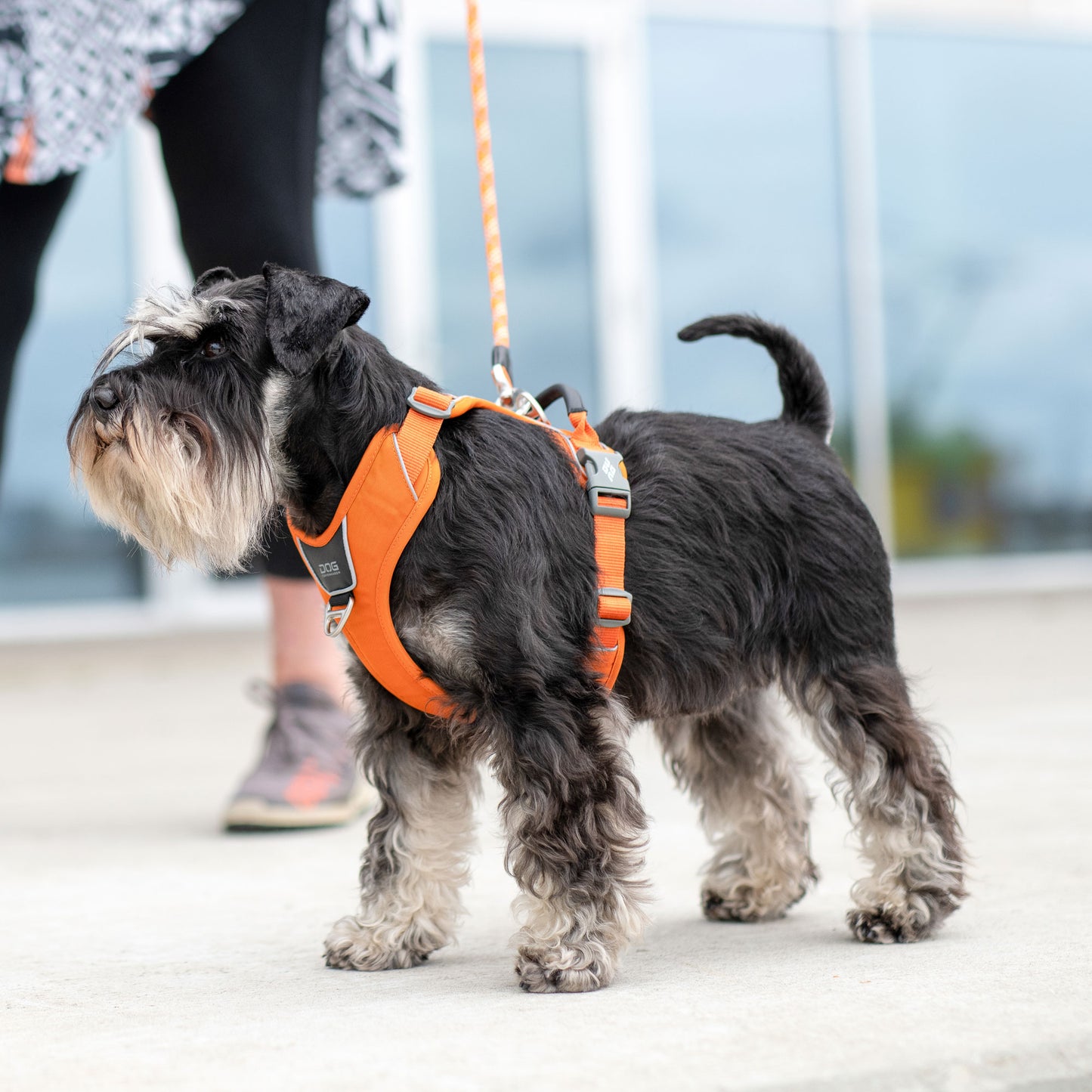 Dog Copenhagen V3 Comfort Walk Pro Hundegeschirr - Sam & Emma