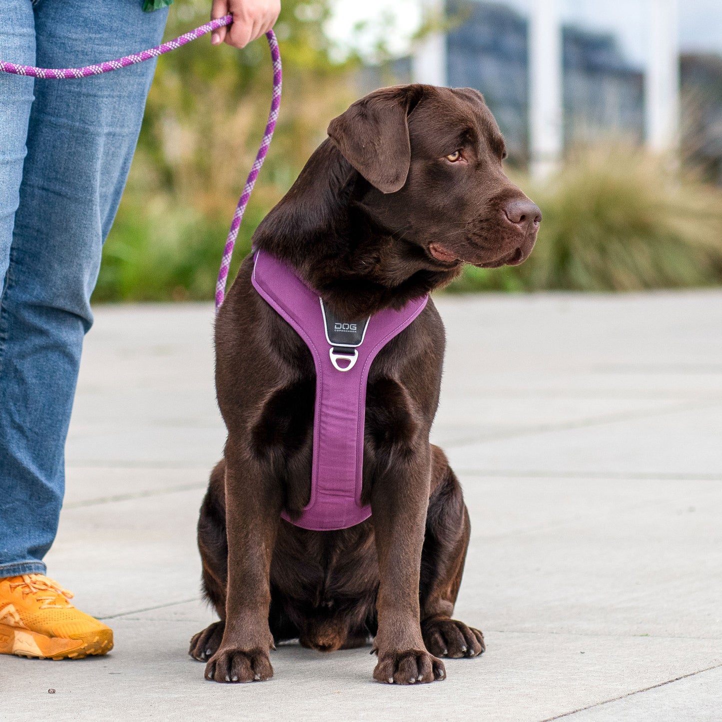 Dog Copenhagen V3 Comfort Walk Pro Hundegeschirr - Sam & Emma