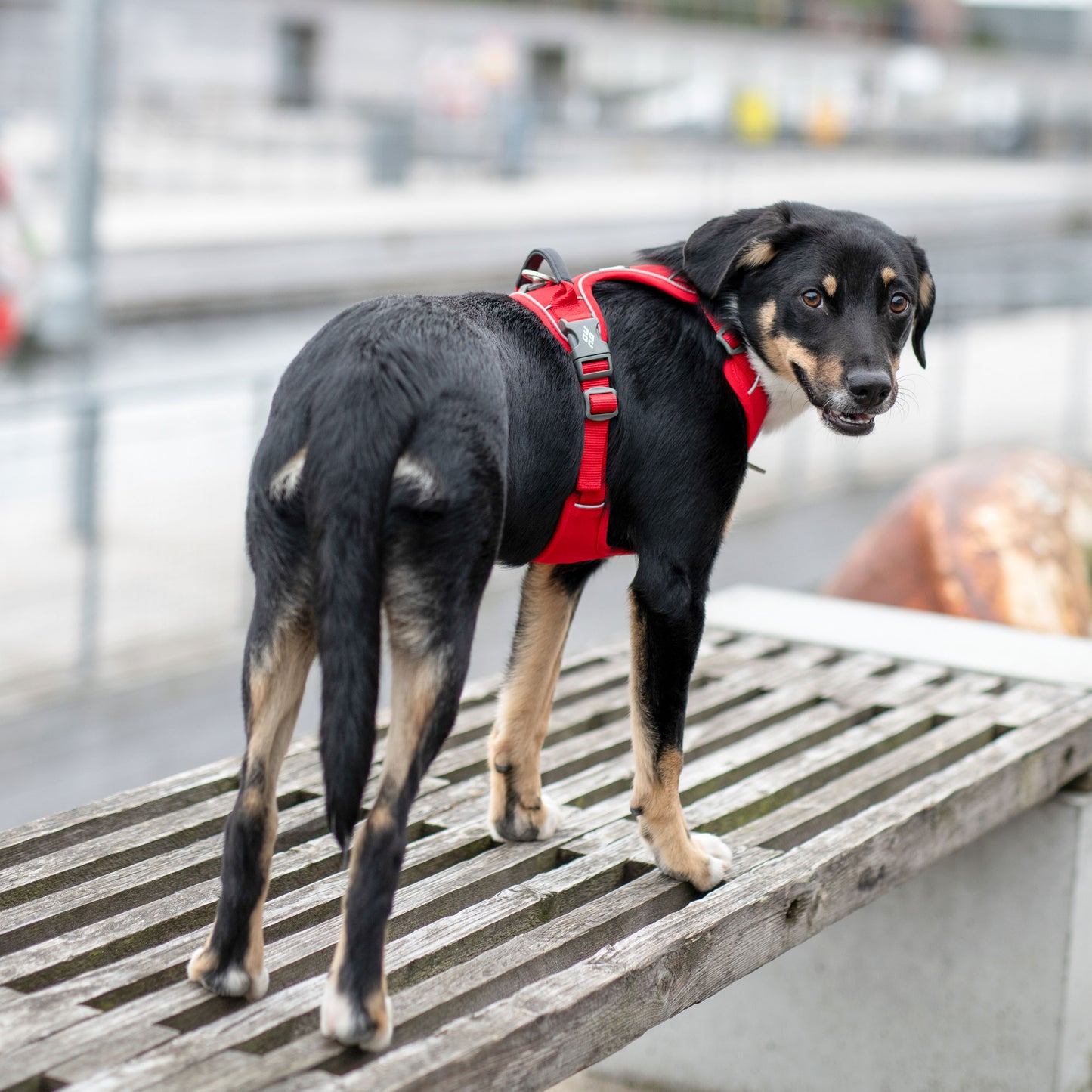 Dog Copenhagen V3 Comfort Walk Pro Hundegeschirr - Sam & Emma