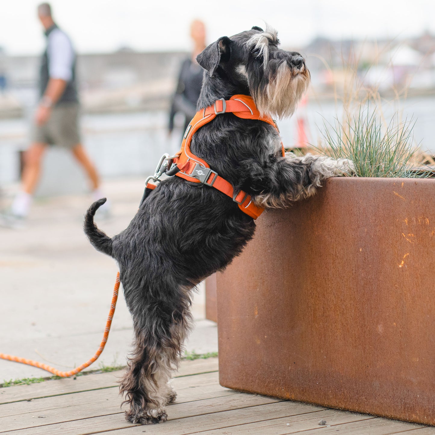 Dog Copenhagen V3 Comfort Walk Pro Hundegeschirr - Sam & Emma