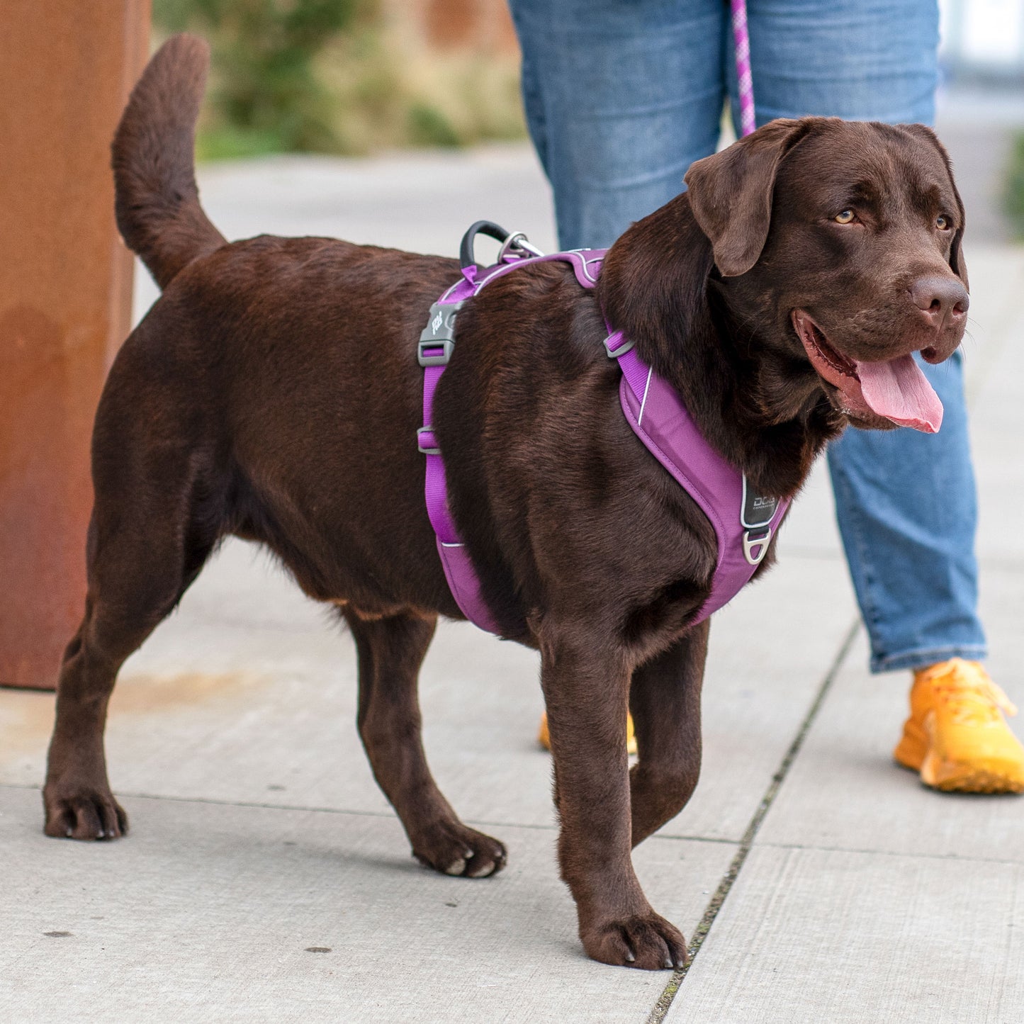 Dog Copenhagen V3 Comfort Walk Pro Hundegeschirr - Sam & Emma