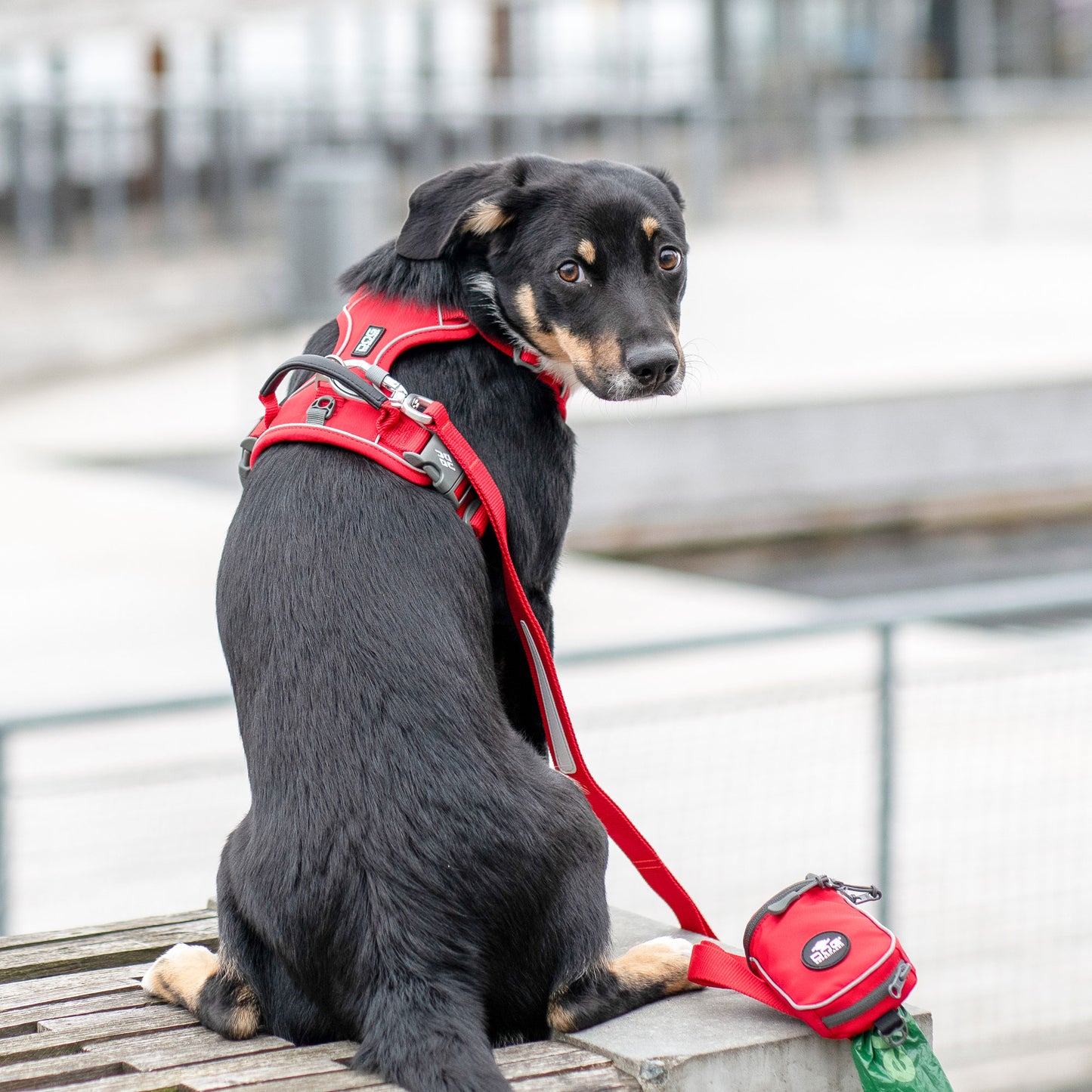 Dog Copenhagen V3 Comfort Walk Pro Hundegeschirr - Sam & Emma