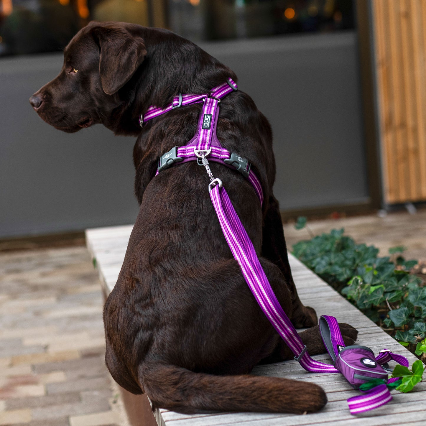 Dog Copenhagen Leash Bag Pouch Organizer - Sam & Emma