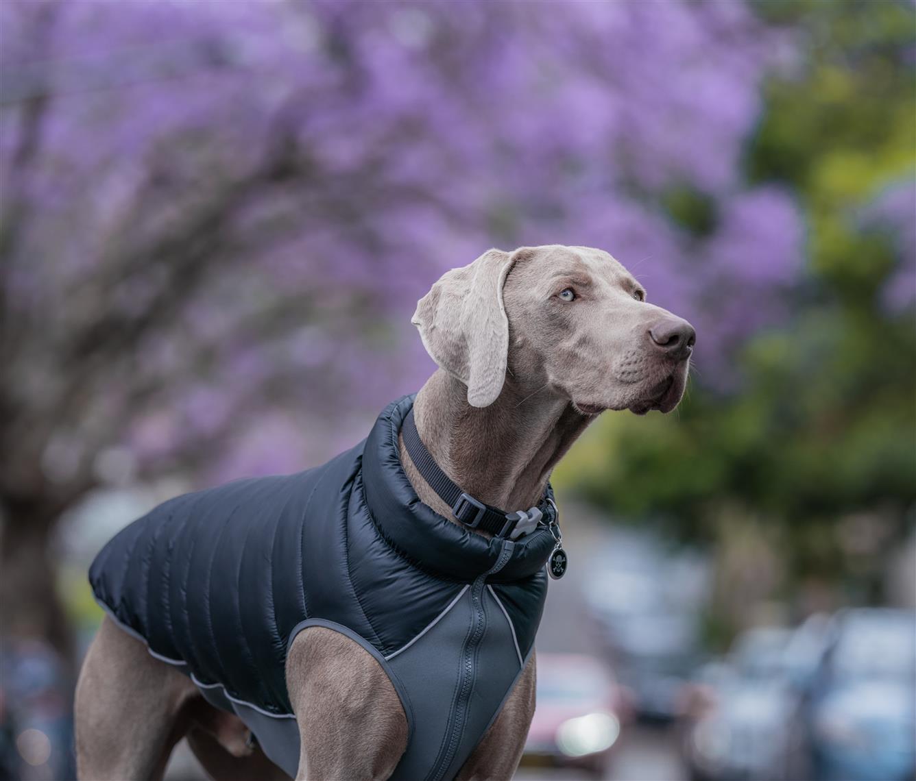 Red Dingo Puffer Jacket Jacke für Hunde - Sam & Emma