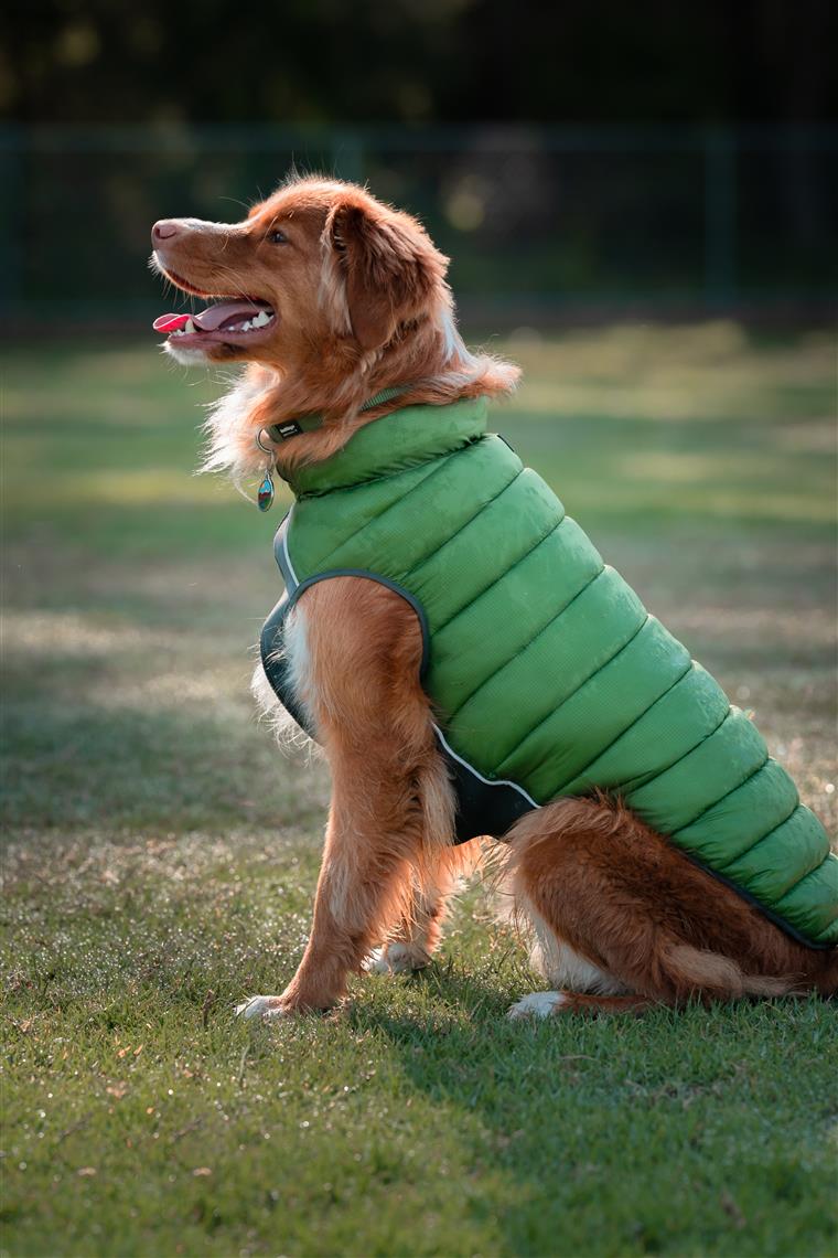 Red Dingo Puffer Jacket Jacke für Hunde - Sam & Emma