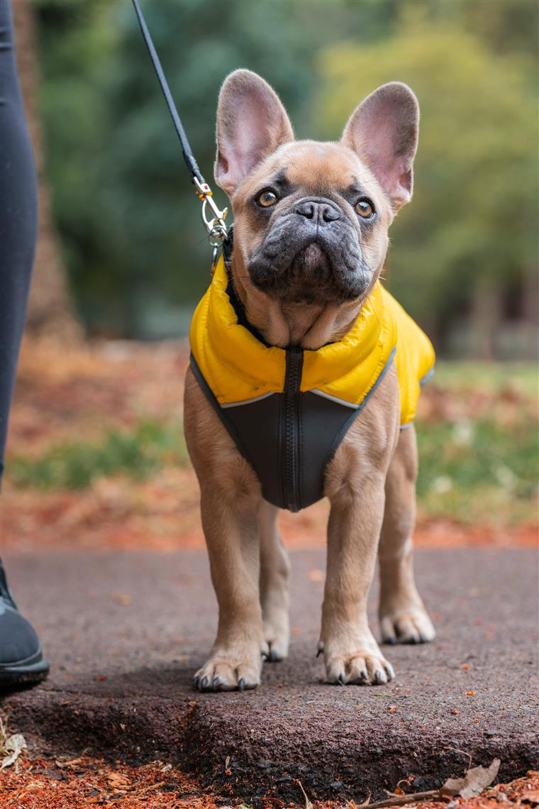Red Dingo Puffer Jacket Jacke für Hunde - Sam & Emma