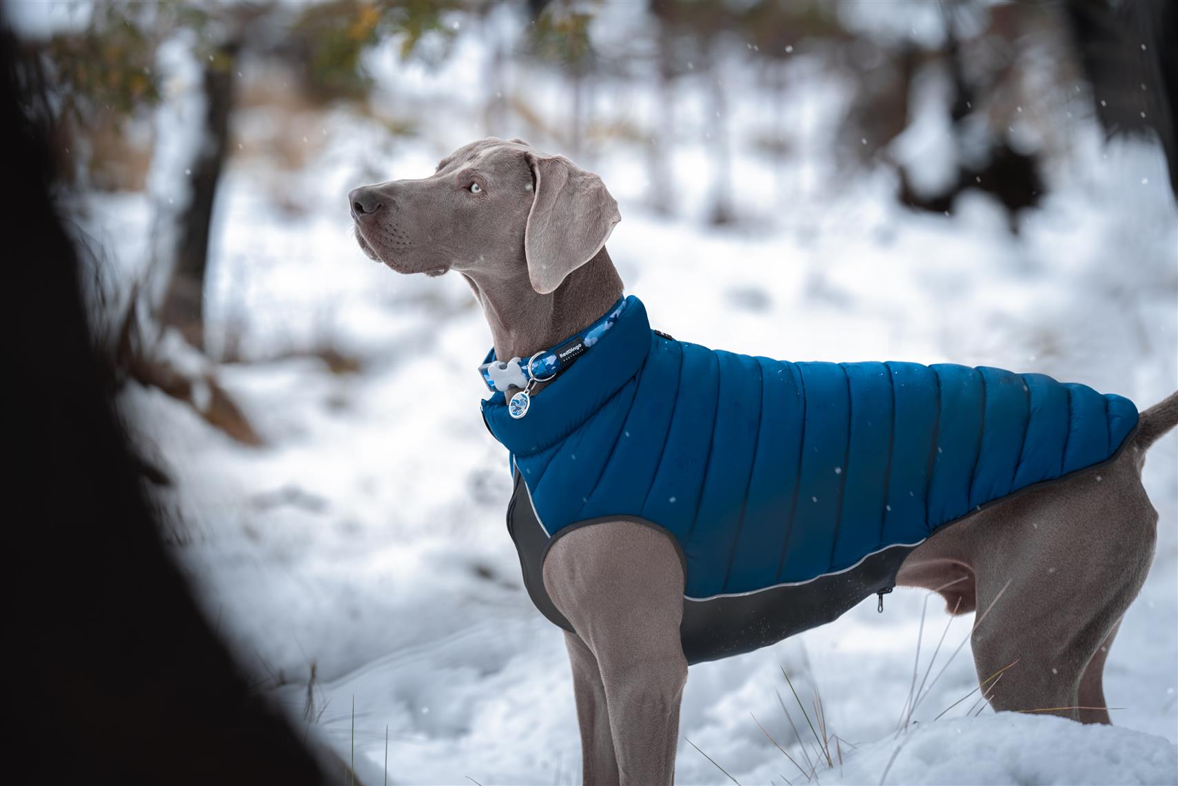 Red Dingo Puffer Jacket Jacke für Hunde - Sam & Emma