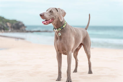 Red Dingo Red Dingo Hundehalsband Design