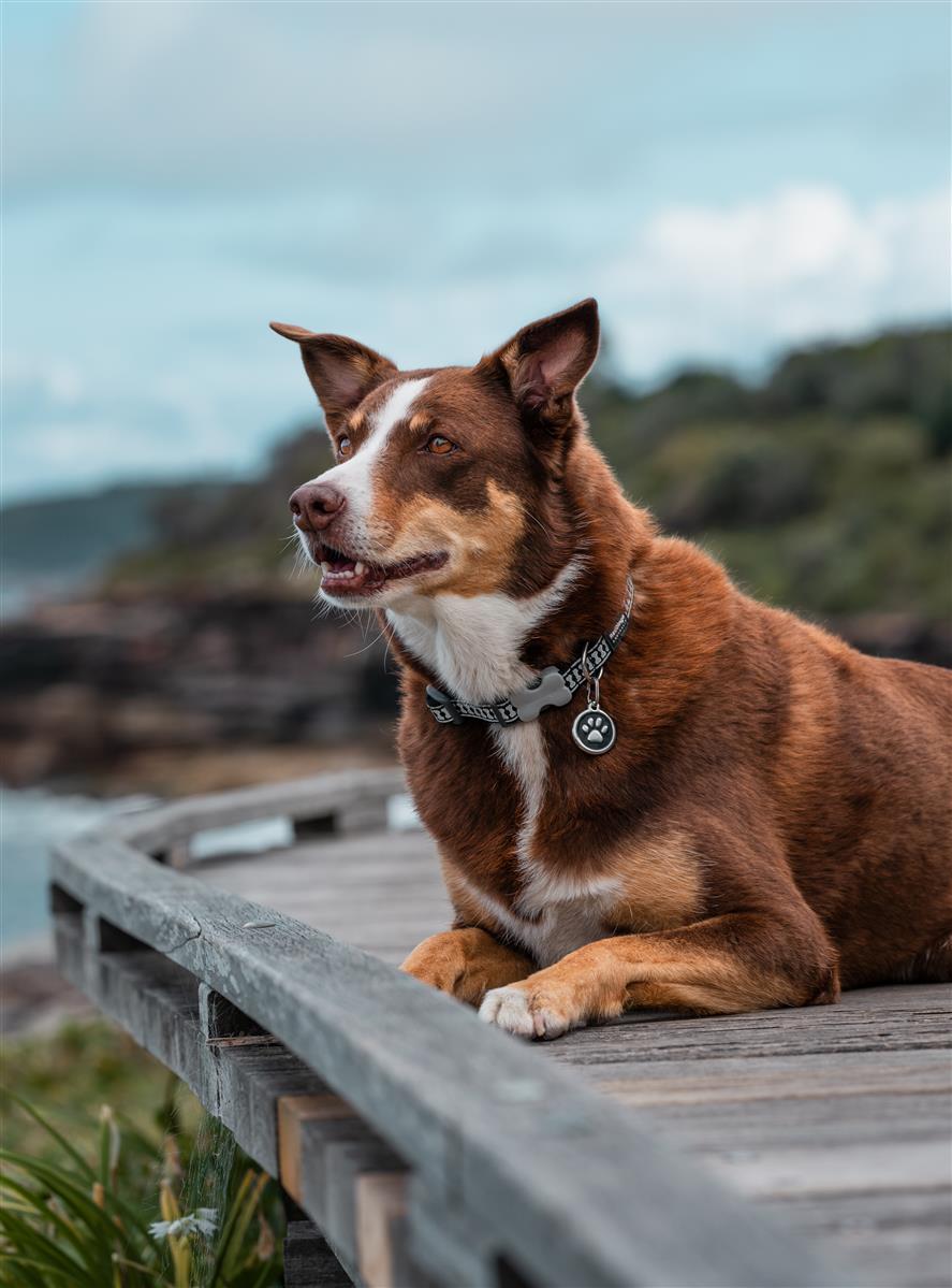 Red Dingo Red Dingo Reflective Bones Hundehalsband reflektierend