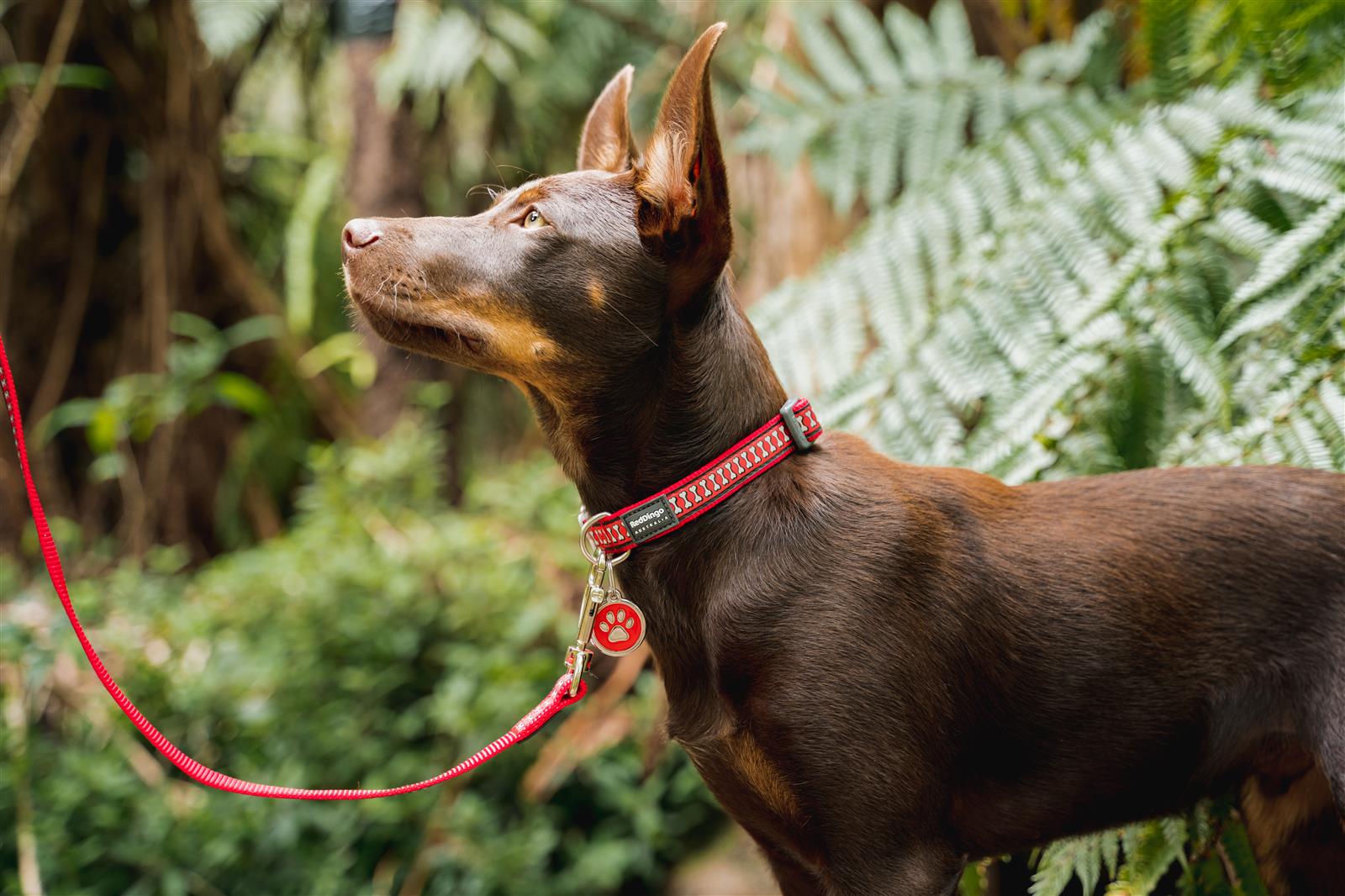Red Dingo Red Dingo Reflective Bones Hundehalsband reflektierend