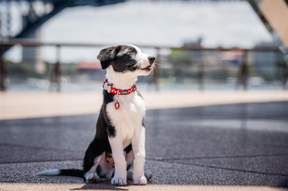 Red Dingo Red Dingo Hundehalsband Design