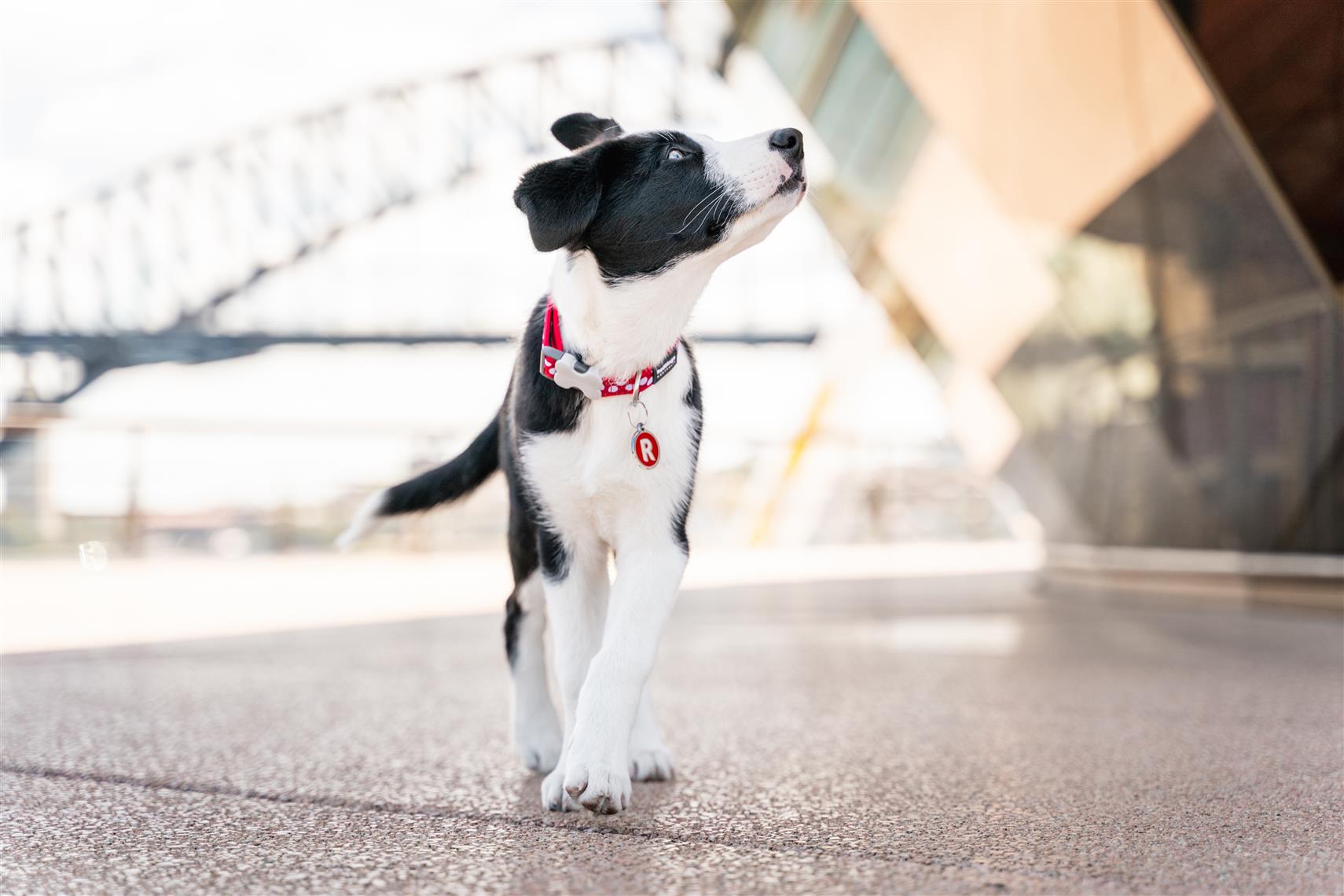 Red Dingo Red Dingo Hundehalsband Design