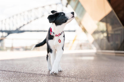Red Dingo Red Dingo Hundehalsband Design
