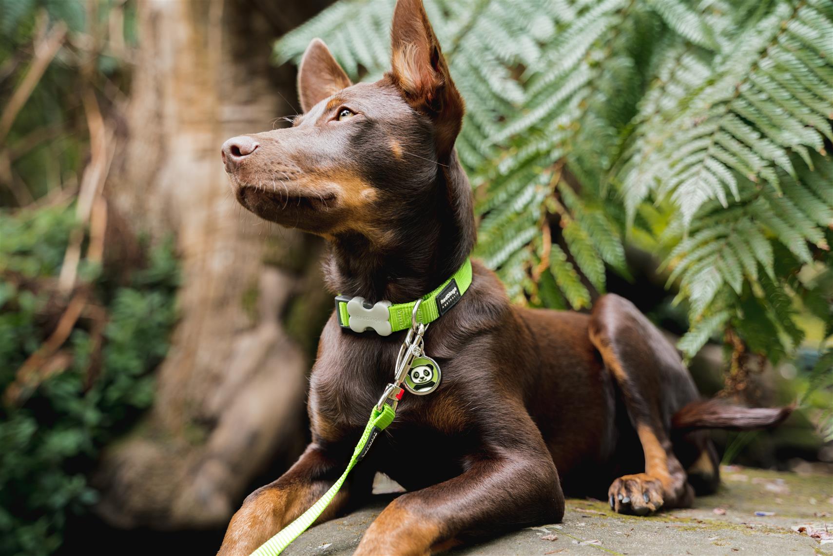 Red Dingo Red Dingo Hundehalsband Basic