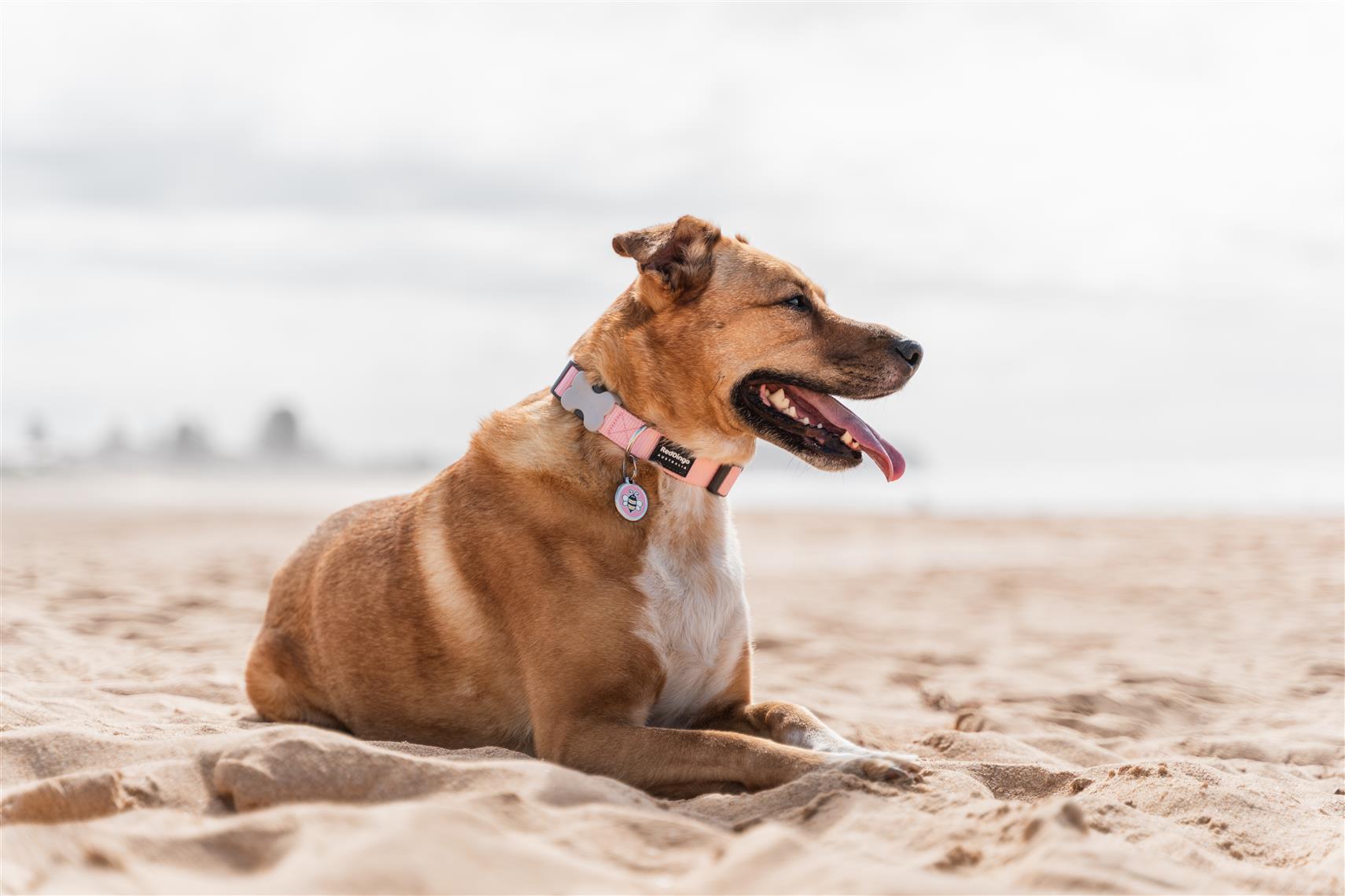 Red Dingo Red Dingo Hundehalsband Basic