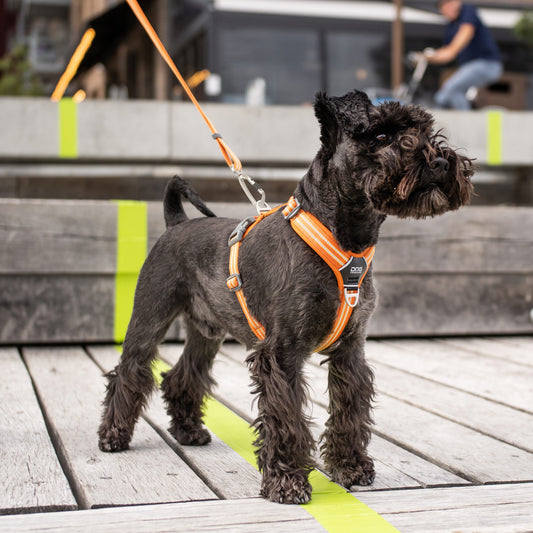 V2  Walk Harness (Air) - Sam & Emma