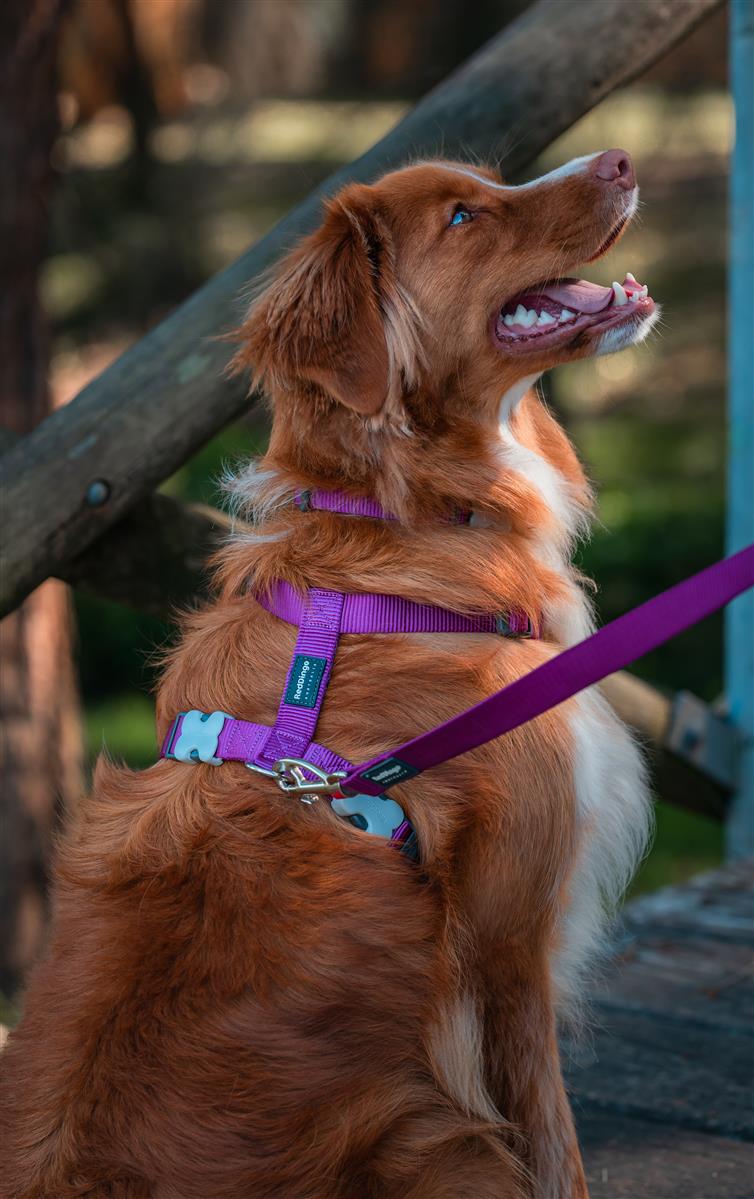 Red Dingo Red Dingo Hundegeschirr Basic