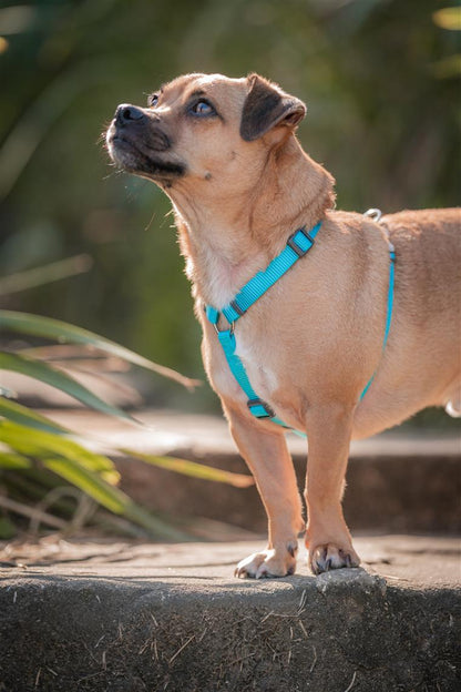 Red Dingo Red Dingo Hundegeschirr Basic