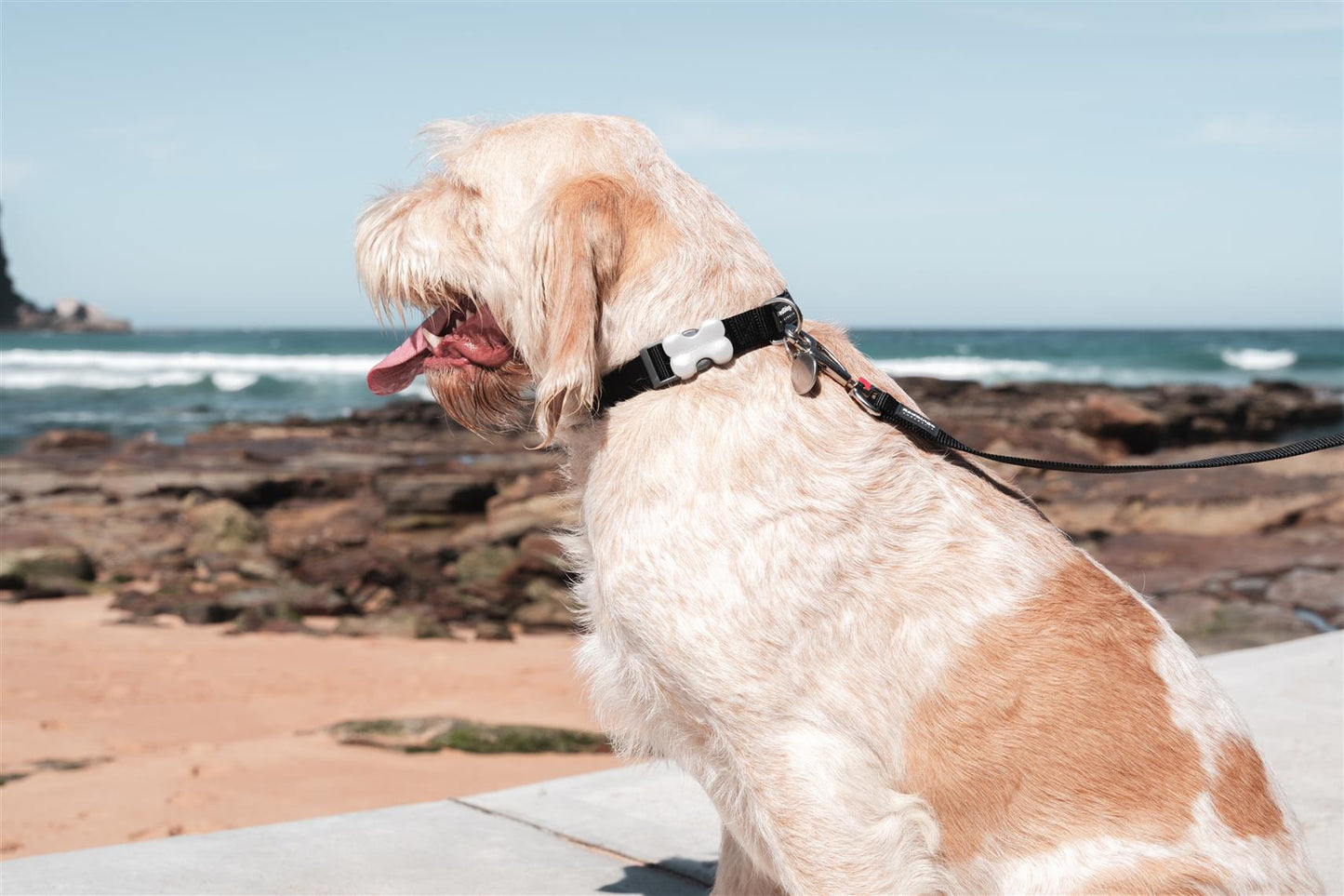 Red Dingo Dog Hundeleine Basic