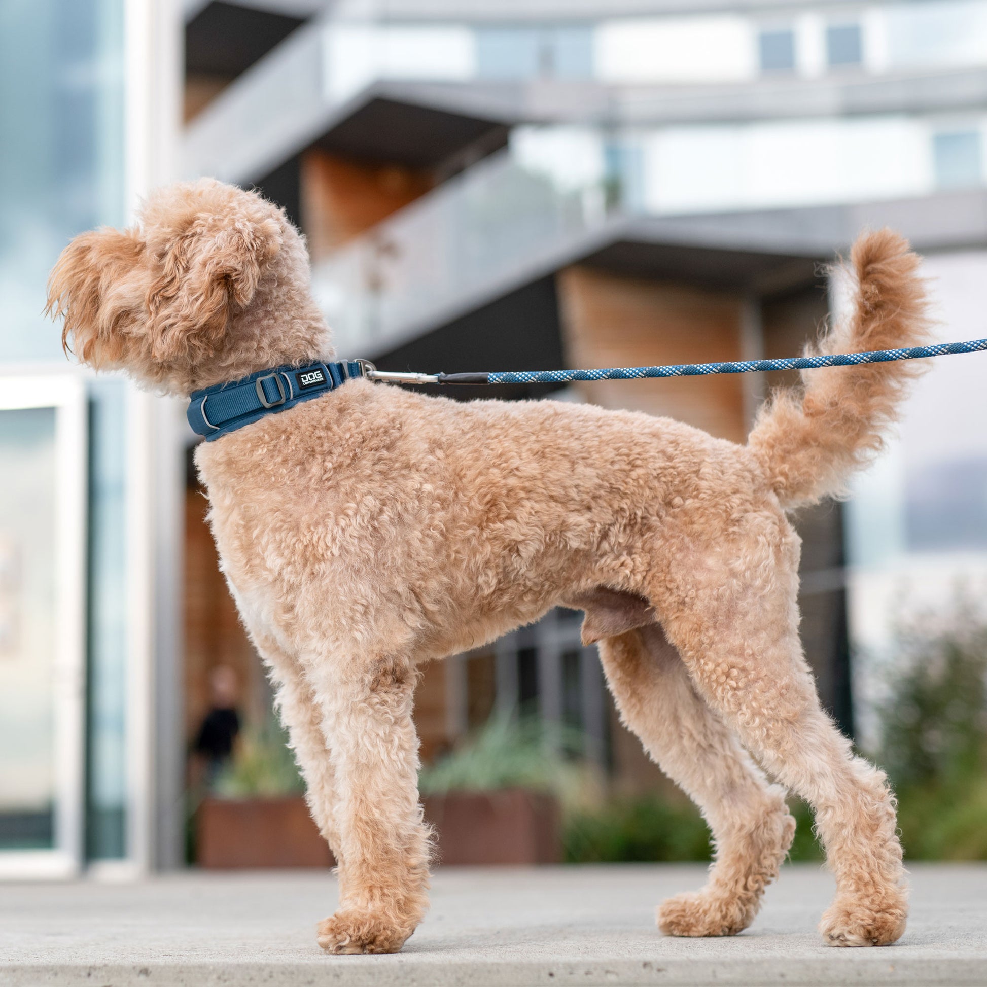 Dog Copenhagen Dog Copenhagen V3 Explorer Halsband