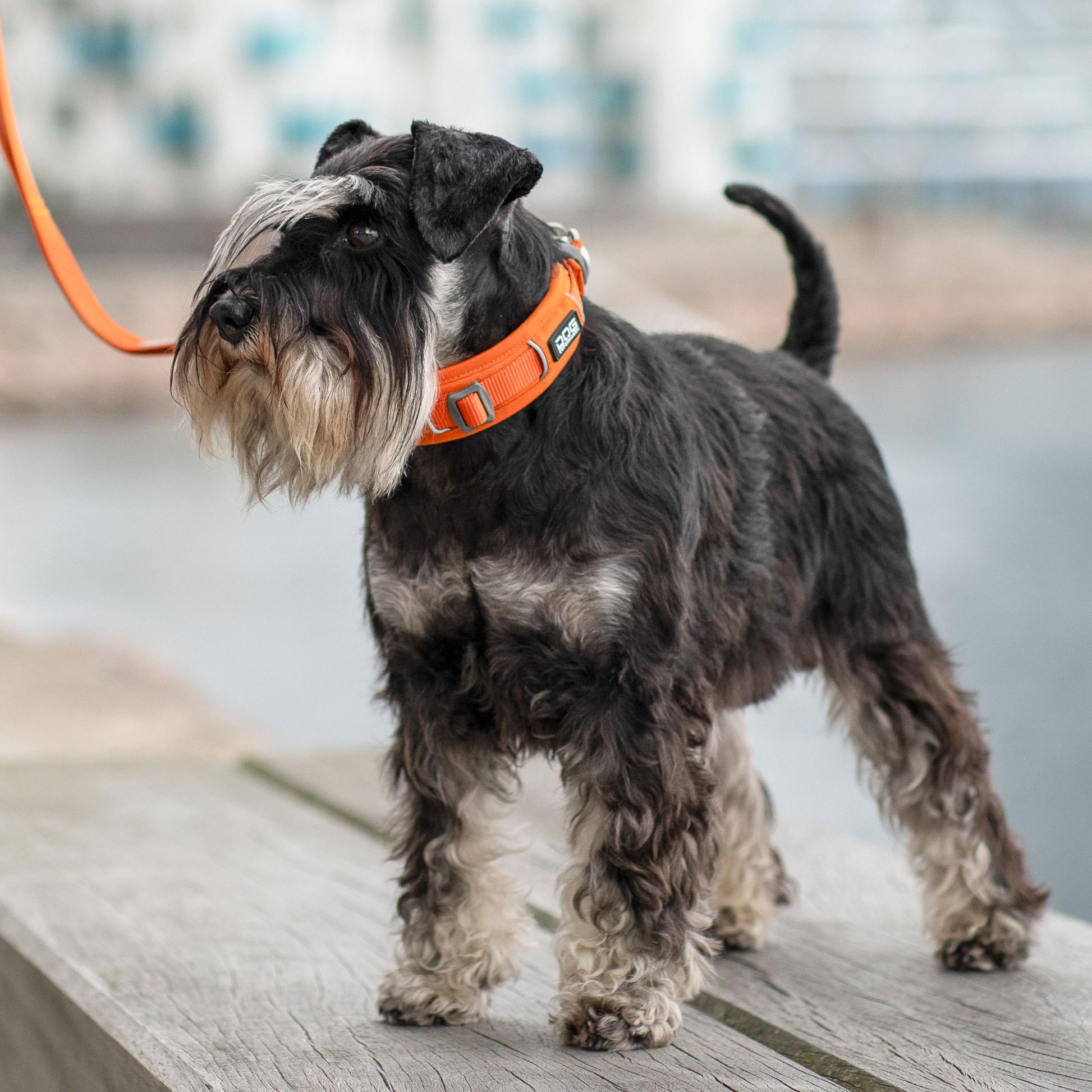 Dog Copenhagen Dog Copenhagen V3 Explorer Halsband