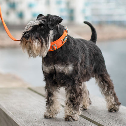 Dog Copenhagen Dog Copenhagen V3 Explorer Halsband