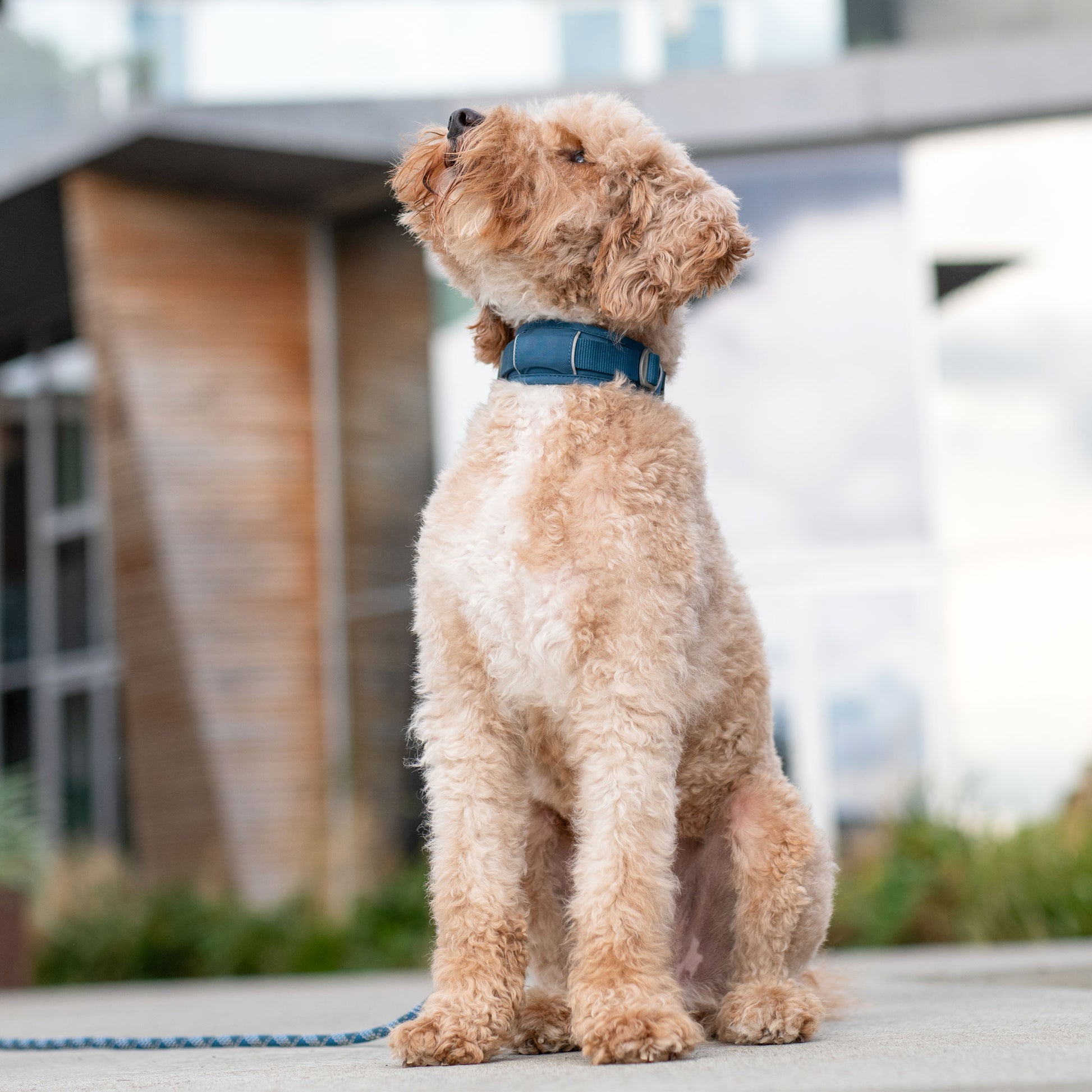 Dog Copenhagen Dog Copenhagen V3 Explorer Halsband