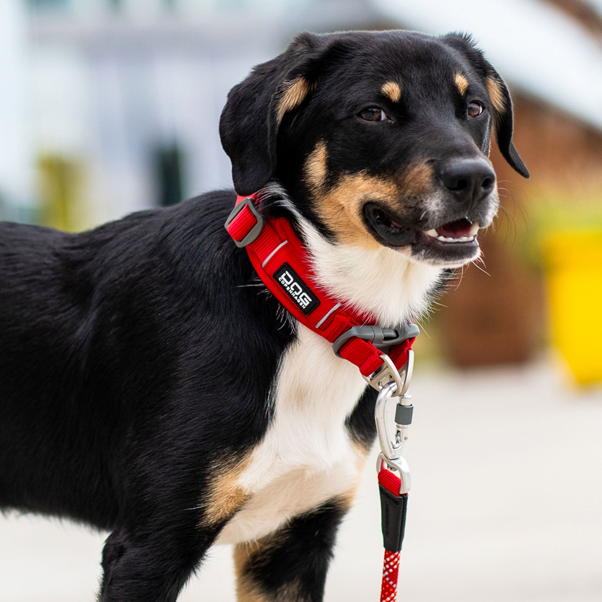 Dog Copenhagen Dog Copenhagen V3 Explorer Halsband