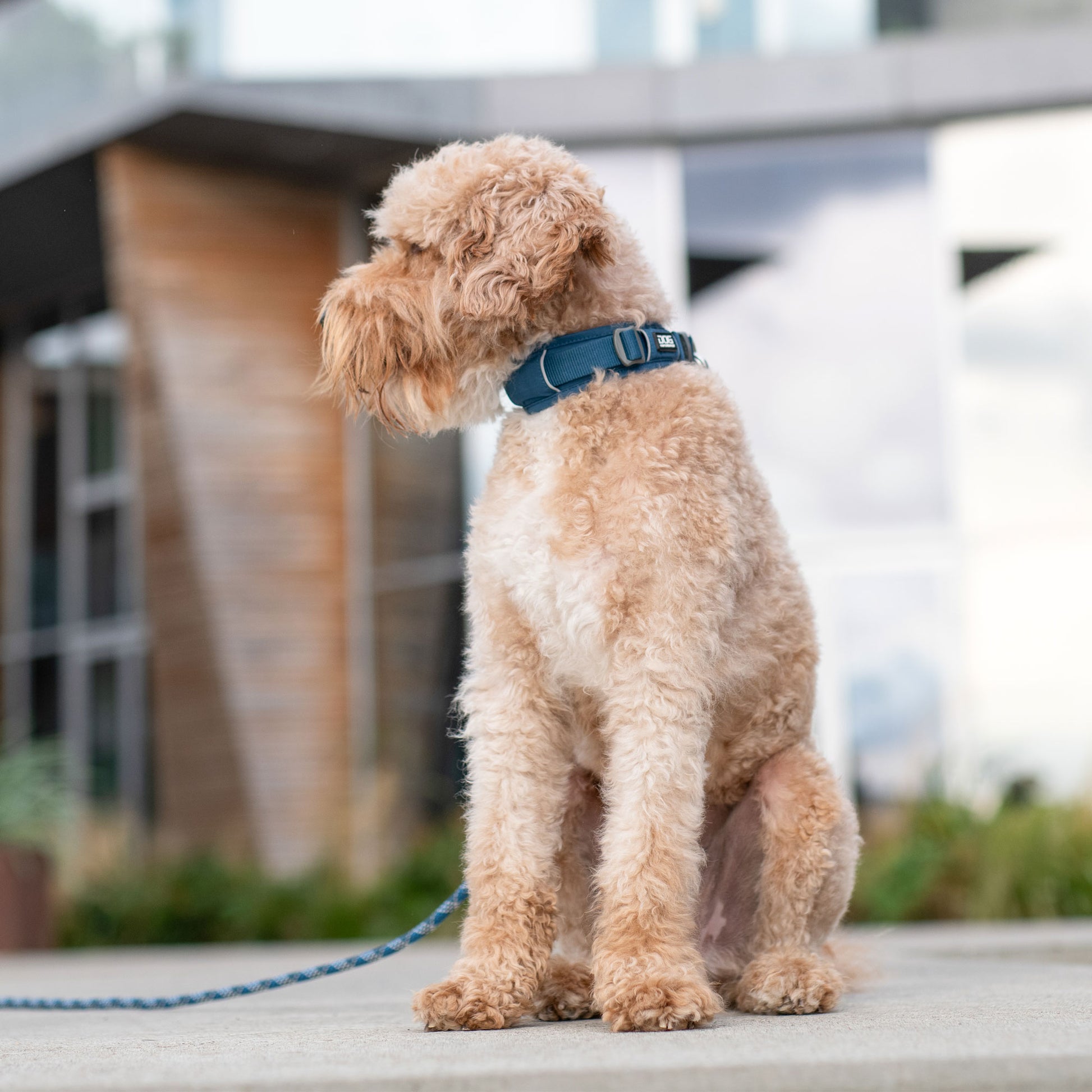 Dog Copenhagen Dog Copenhagen V3 Explorer Halsband